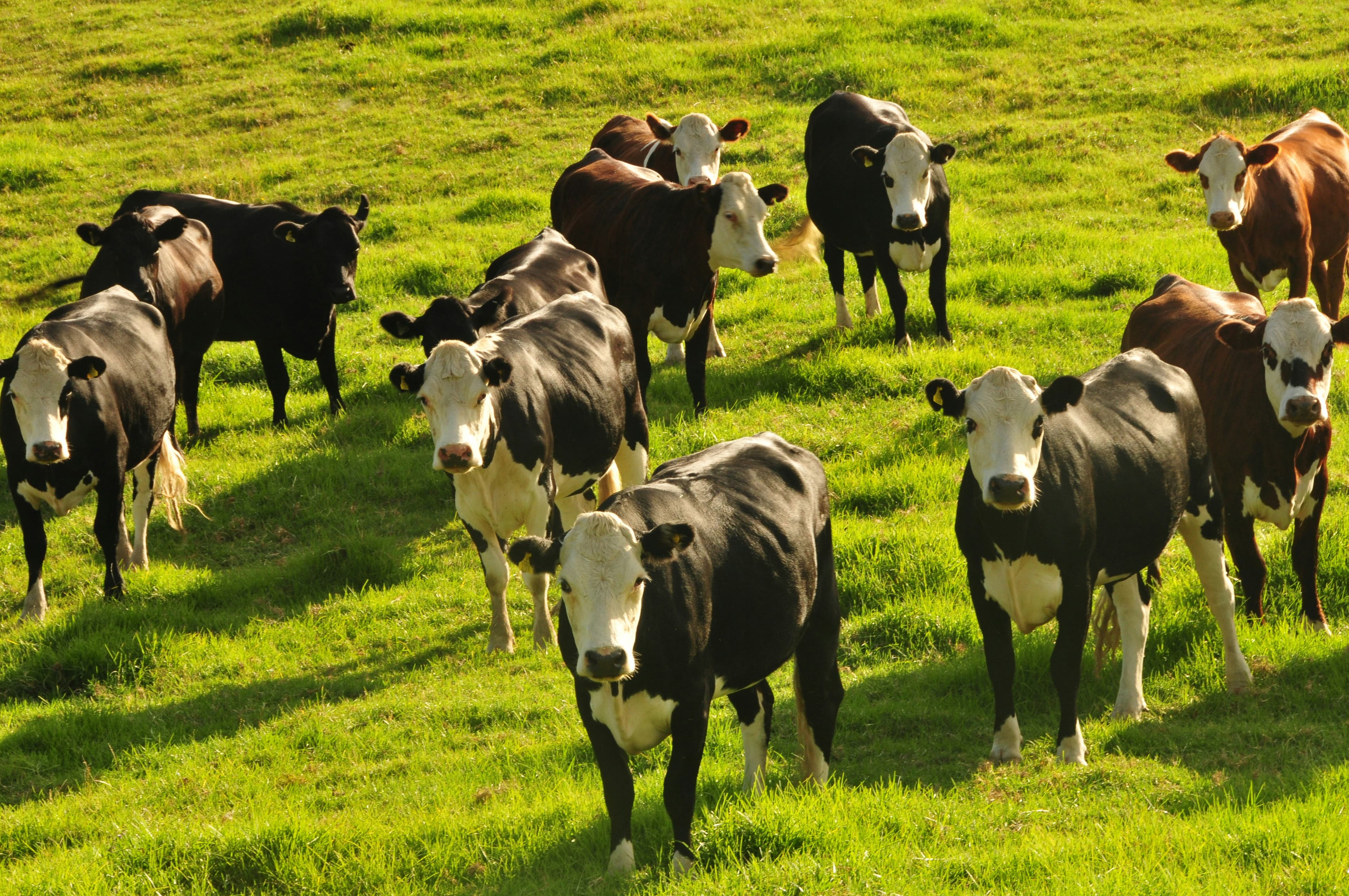 New Zealand farm landscape under a bright blue sky