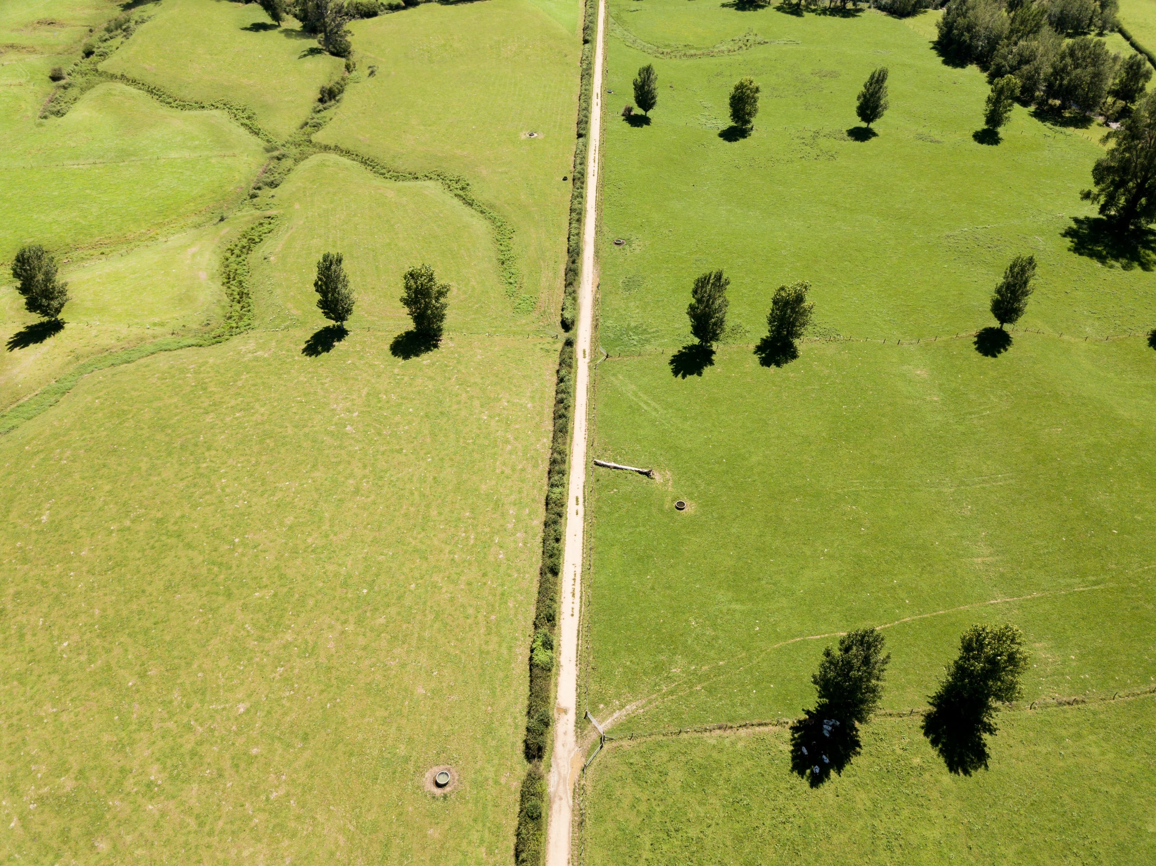 New Zealand dairy farm landscape
