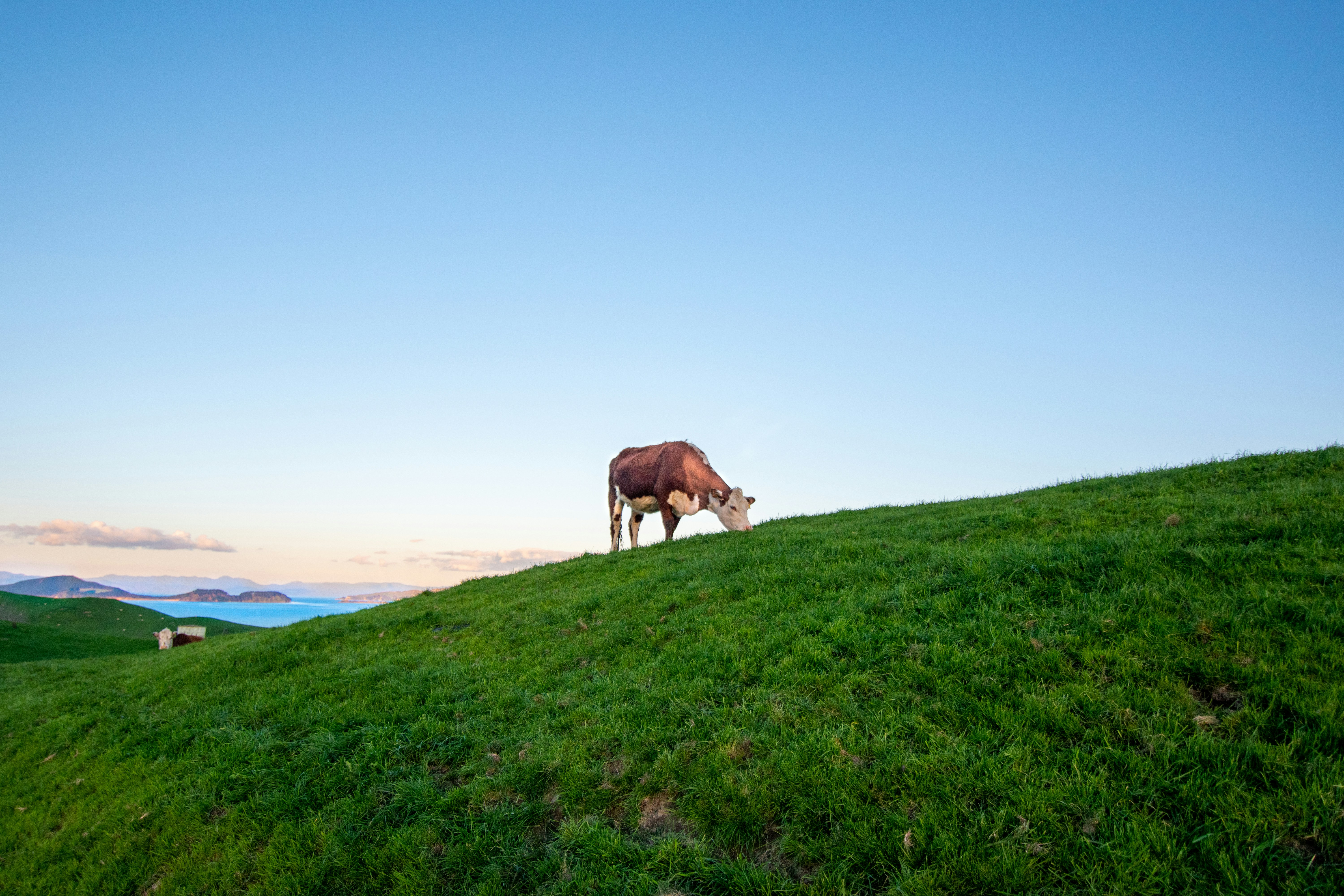 New Zealand farm landscape under a bright blue sky